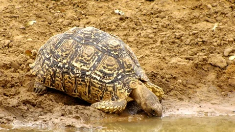 Thirsty African Leopard tortoise drinking from waterhole Video stock 123975980