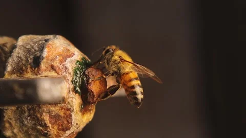 Thirsty bee on leaking tap during drought – survival and water scarcity Stock Footage 316698362