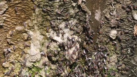 Thirsty bees drinking water outside Stock Footage 208333922