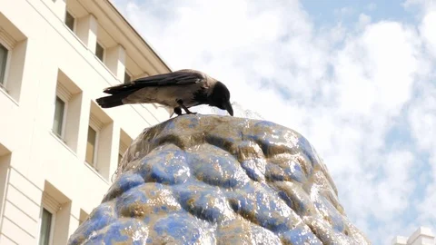 Thirsty bird, crow drinks water from a fountain on hot summer day outdoors Vidéo 91483389