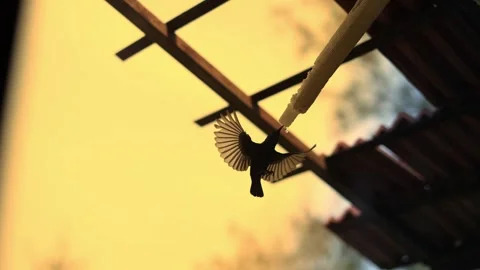 Thirsty Bird Drinking Water From Air Conditioner Pipe During Hot Summer Stock Footage 335109956