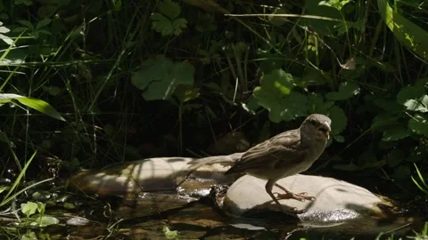 Thirsty bird sitting at water's edge in summer Stock Footage 309765959