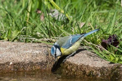 Thirsty blue tit Stock Photos
