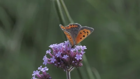 Thirsty Butterfly - Small Copper - Pollinator Insects Animals B-roll Nature Stock Footage 119439386
