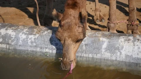 Thirsty Camel close up face drinking water by water tank in indian village. Video stock 201786784