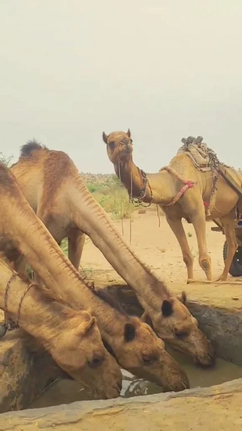 Thirsty Camels Drinking Water from Stone Trough in Desert Vídeos de archivo 333338205