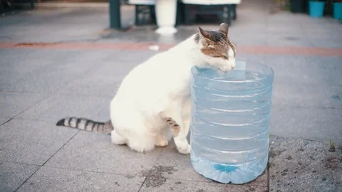 Thirsty Cat Drinking Water Stock Footage 90434929