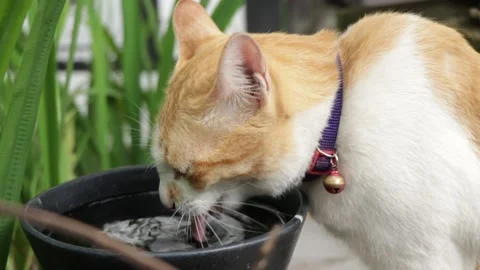 Thirsty Cat drinking the water. Stock Footage 135802100