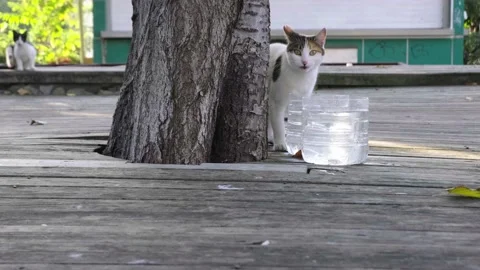 A thirsty Cat is drinking water Stock Footage 143667289