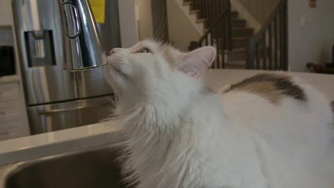 Thirsty cat enjoys drinking from the tap Stock Footage 143038307