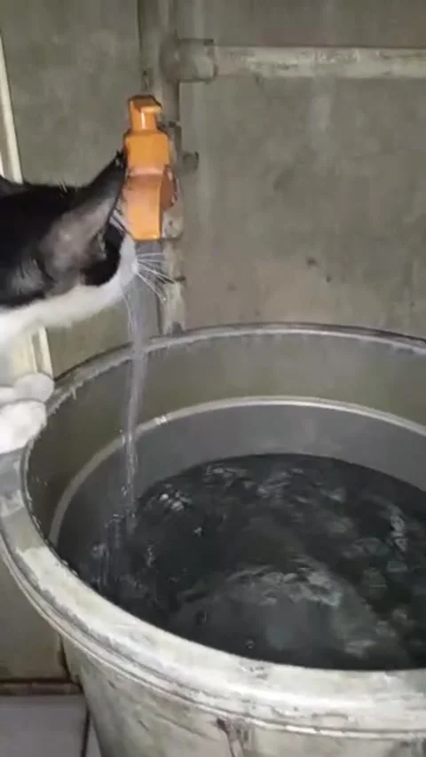 Thirsty cat Stock Footage 171143888