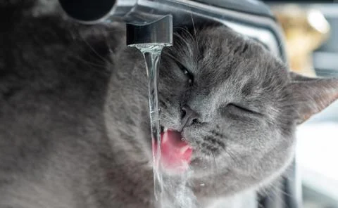 Thirsty cat Stock Photos