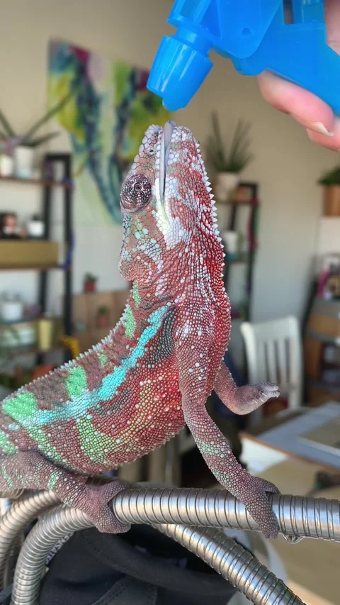 Thirsty Chameleon Stock Footage 150401885