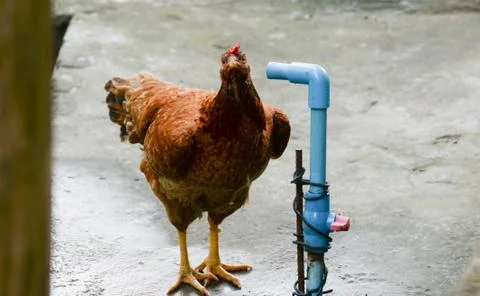 Thirsty chicken 库存照片