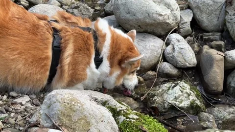 Thirsty corgi drinking fresh water from a mountain stream Stock Footage 297513182