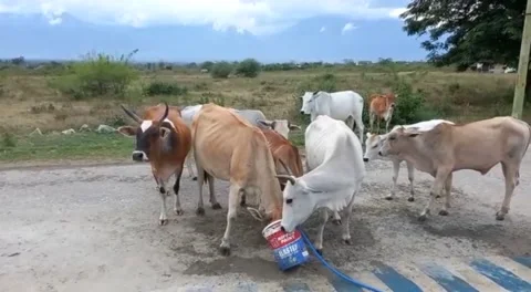 Thirsty cow Video stock 231545969