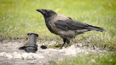 Thirsty Crow Drinking Water Stock Footage 91541718