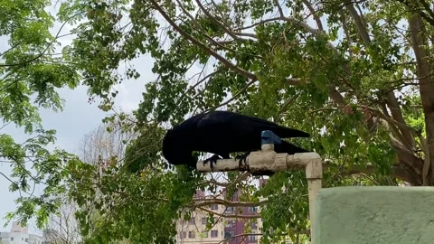 A thirsty crow drinking water from running tap Video stock 295436363