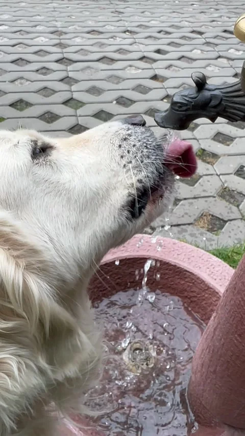 Thirsty Dog Drinking Fresh Water Directly From Outdoor Faucet Stock Footage 345635892