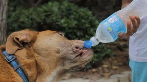 A thirsty dog drinking from a water bottle in slow motion. Stock Footage