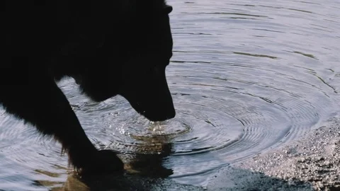 Thirsty Dog Drinks from a Pond Vidéo 75758227
