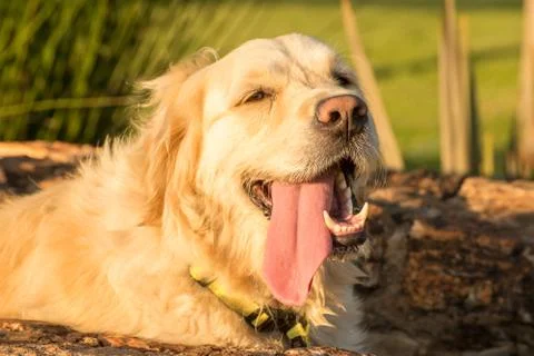 Thirsty Dog Stock Photos