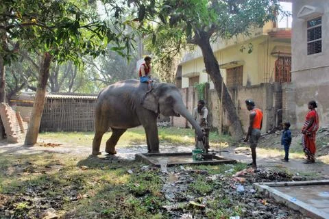 Thirsty elephant at sonepur animal fair bihar india Stock Photos
