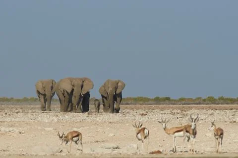 Thirsty Elephants Stock Photos