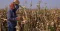 Thirsty Farmer Image Drinking Water in a Hot Summer Day Visiting Farm Cornfield 4k or 4k+ Resolution