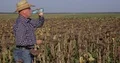 Thirsty Farmer Walking in Sunflower Field Drink Fresh Water and Inspect Harvest 4k or 4k+ Resolution