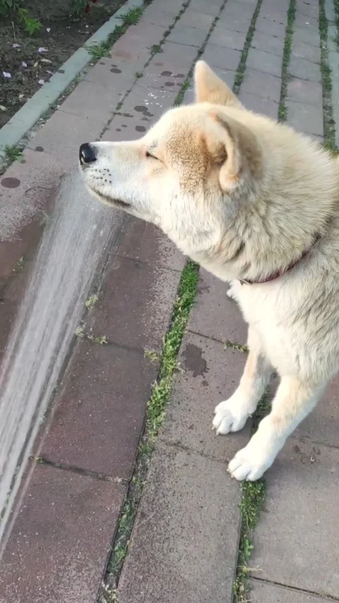 Thirsty Video stock 132125195