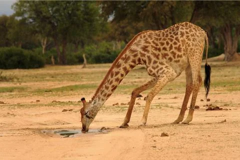 Thirsty Giraffe Stock Photos