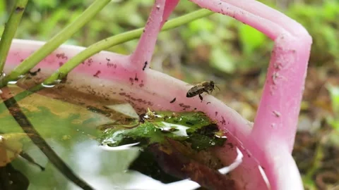 Thirsty honey bee drinking water from a pink bucket Video stock 338302195