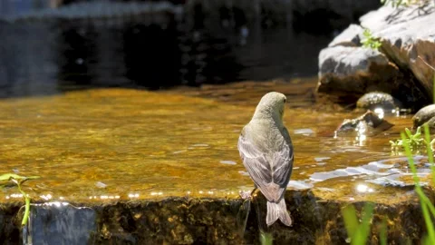 A thirsty lesser goldfinch drinks from a clear mountain stream Stock Footage 155295637