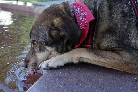 Thirsty mongrel dog  Stock Photos