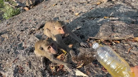 Thirsty monkey drink juice on ground from plastic bottle on sunny afternoon Stock Footage 182039793