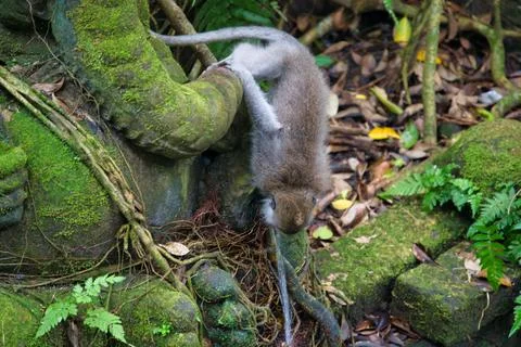 Thirsty Monkey 스톡 사진