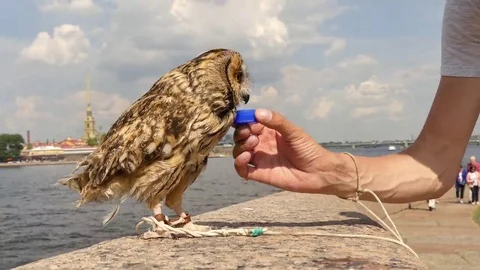 Thirsty owl drinking water Stock Footage 69154975