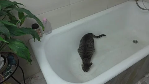 Thirsty Pet Cat Drinking from Running Bathroom Faucet Stock Footage 336542110