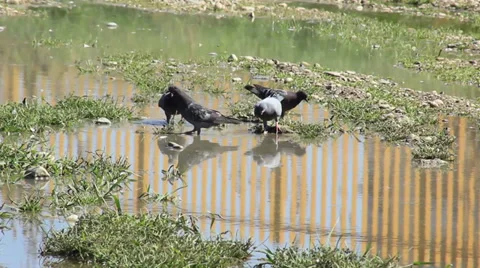 Thirsty Pigeons Stock Footage 29227647