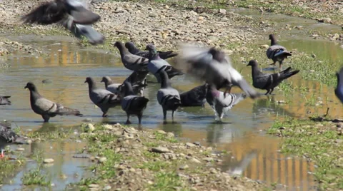 Thirsty Pigeons Stock Footage 29228810