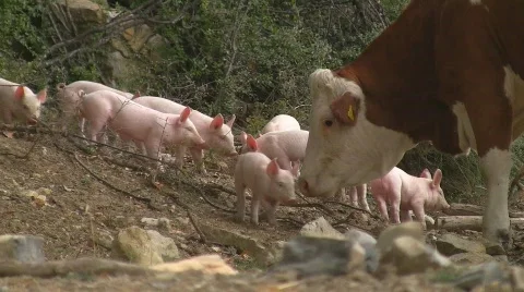 Thirsty piglets stopped by cow Vídeo Stock 600875