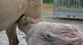 Thirsty Przewalski-Horse foal drinking from mother close up HD Footage