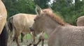 Thirsty Przewalski-Horse foal drinking from mother close up HD Footage