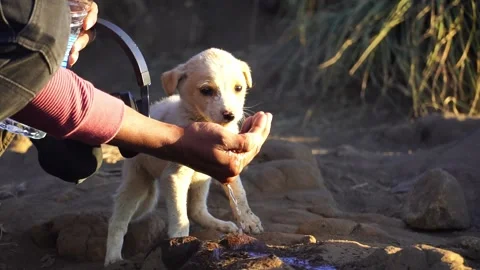 Thirsty Puppy Being Gently Given Water by a Kind Human Hand Stock Footage 316288732