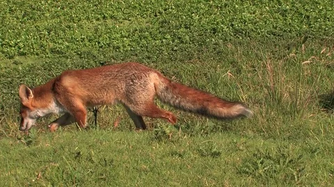Thirsty red fox (vulpes vulpes) drinking water - wildlife - HD stock video Stock Footage 81871730