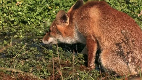 Thirsty red fox (vulpes vulpes) drinking water - wildlife - HD stock video Stock Footage 81871738