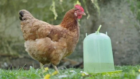 Thirsty red hen Stock Footage 90773846