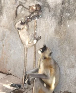 Thirsty summers' Gray langurs  mother's irritation to baby Stock Photos