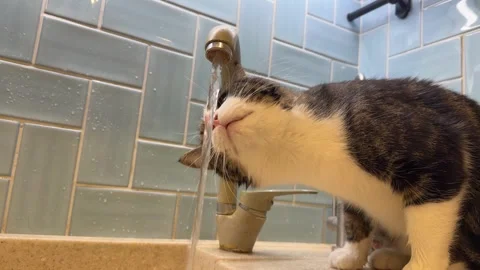 A thirsty tabby cat eagerly drinks fresh water straight Video stock 331570339